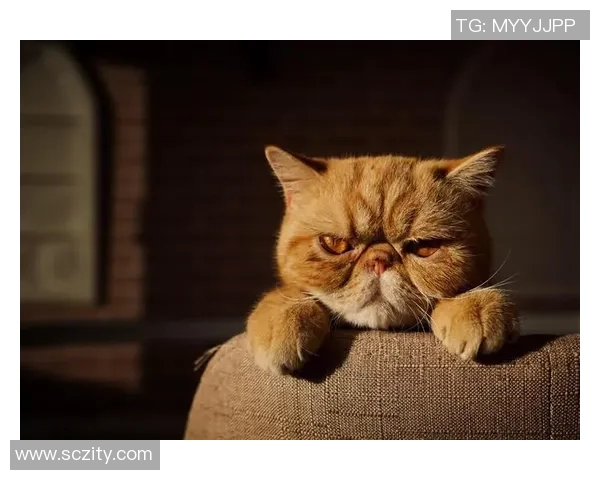 篮球十佳球集锦：超震撼瞬间，精彩绝伦的扣篮与绝杀时刻全记录